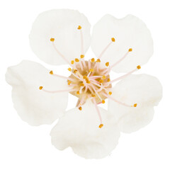 White cherry flower in PNG isolated on transparent background