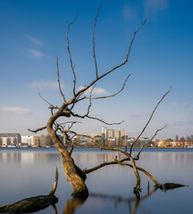 Langzeitbelichtung, vertrockneter Baum im Wasser, Berlin, Deutschland