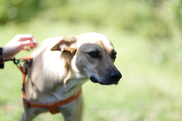 jack russell terrier