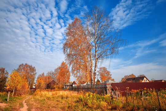 Autumn nature. Landscape on sunny bright day. Colorful trees on beautiful meadow in the morning.