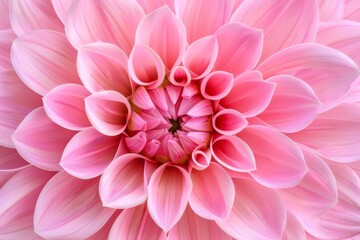 Pink Dahlia Delight Macro Image of a Pink Dahlia Flower, Detailed Digital Photography