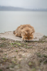 Fototapeta premium Little Kitty Sniffing Grass Near Utah Lake Winter Season