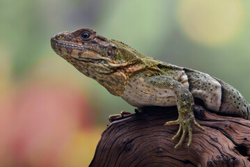 Black spiney tailed iguana on a tree