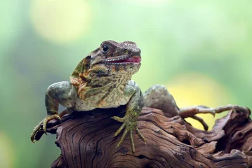 Foto op Canvas Black spiney tailed iguana on a tree © DS light photography