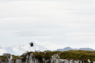 Grand Corbeau