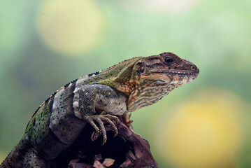 Black spiney tailed iguana on a tree