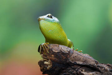 Green skink lizard on a tree branch