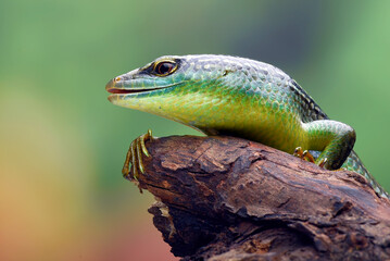 Green skink lizard on a tree branch