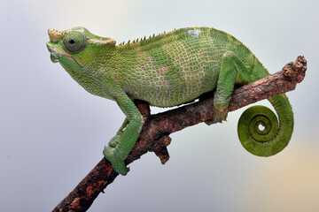 Fischer chameleon hanging on a tree