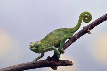Fischer chameleon hanging on a tree - obrazy, fototapety, plakaty