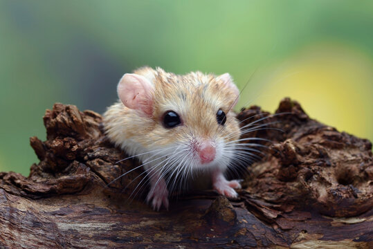 Close-up photo of Fat tailed gerbil (Pachyuromys duprasi)