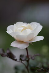 white rose flower