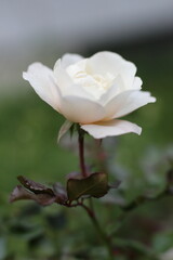 white rose with water drops