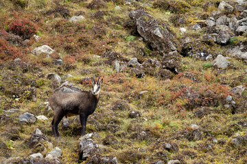 Chamois