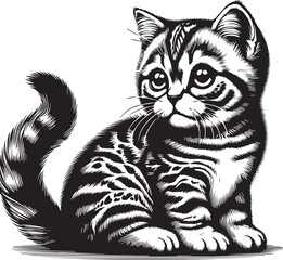 Cat illustration design