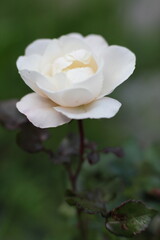 single white rose