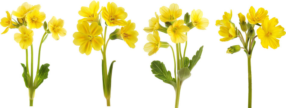 Bouquet flowers yellow primrose. Bud of a spring flower. Isolated on white background with clipping path