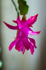 Blossoming Christmas Cactus (Schlumbergera) on blur background