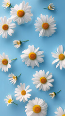 Fototapeta premium Camomile or Daisy on blue background, Chamomile flat lay