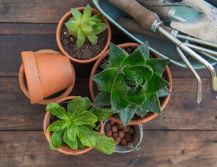 top view on succulent  potted and gardening equipment on wooden table background - 765082818