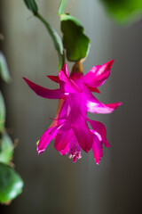 Blossoming Christmas Cactus (Schlumbergera) on blur background