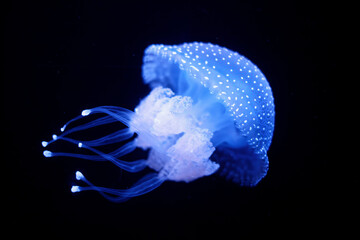 Tropical Jellyfish Phyllorhiza punctata white-spotted jellyfish aka floating bell, Australian spotted jellyfish underwater - 765084405