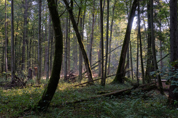 Misty sunrise morning in deciduous forest