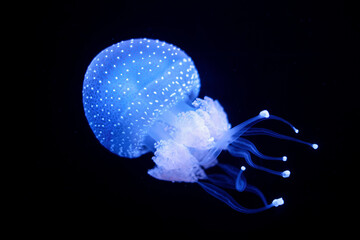 Tropical Jellyfish Phyllorhiza punctata white-spotted jellyfish aka floating bell, Australian spotted jellyfish underwater - 765084652