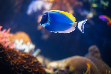Powder-blue surgeonfish Acanthurus leucosternon aka powder blue tang underwater in sea - 765084823