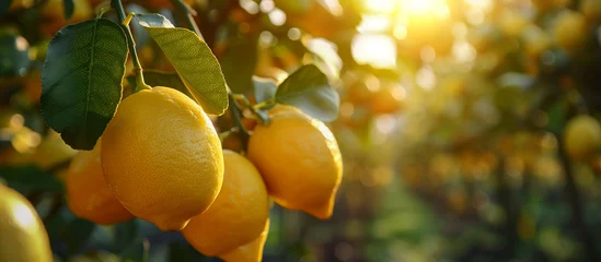 Selbstklebende Fototapeten Ripe sweet juicy lemons on the tree close up. Lemon harvest, fruit garden. Sun light on background. © elenabdesign