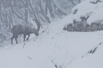 Bouquetin dans la neige