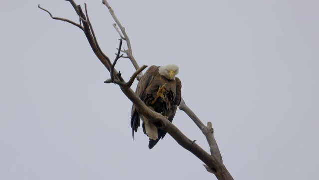 Bald Eagle on a Branch Medium Shot