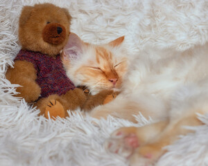 Fluffy Birman cat leaning onto a teddy bear while sleeping on a fluffy white blanket