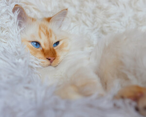 Fluffy white cat relaxing on a fluffy white blanket