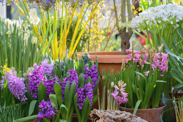 First spring flowers in greenhouse - hyacinths, tulips, crocuses, primroses in pots, selective focus