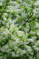 bird cherry branches
