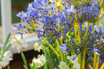 Agapanthus. Ornamental plant African or Nile lilies, garden flowers, selective focus