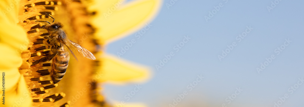 Sticker sunny delight: bee collecting pollen from sunflower