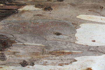old wood texture, natural wood background.