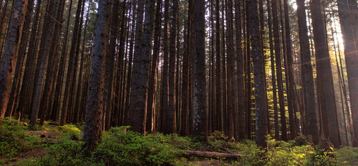 Silent Sentinels: Towering Spruce Trees Standing Tall in the Forest