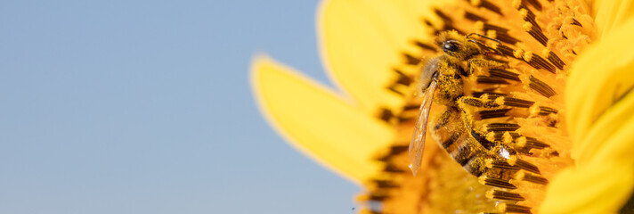 Buzzing Beauty: Bee on Sunflower Petal