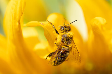 Pollen Collector: Bee Busily Working Sunflower - 765089448