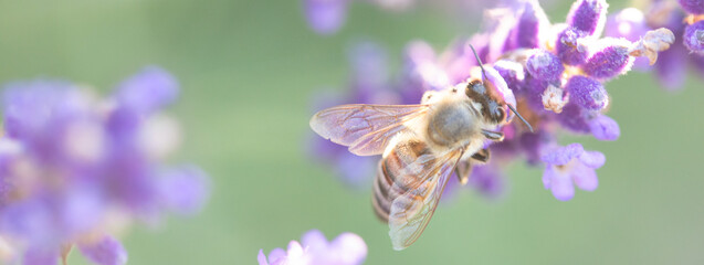 Lavender Buzzing: Bee Amidst Fragrant Blooms