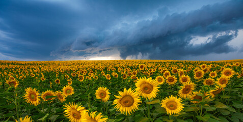 Stormy Skies Over Sunflower Fields: Nature's Drama Unfolds