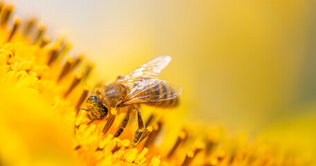 Floral Feast: Bee Enjoying Sunflower's Bounty