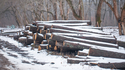 Winter Warmth: Preparing Firewood in the Frosty Forest