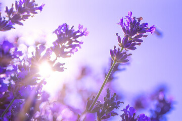 Lavender Symphony: Harmonious Display of Flowers