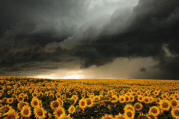 Sunflower Serenity Meets Stormy Splendor