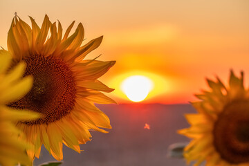Sunset Glow Over Sunflower Fields: Nature's Masterpiece
