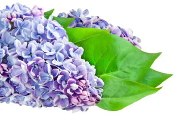 Flieder und Hintergrund transparent PNG cut out   Lilac blossoms and leaves